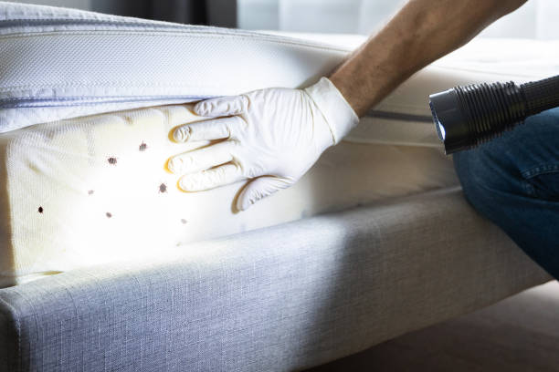 Best Local Pest Control Services  in Weston, FL