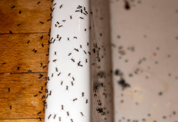Best Pest Prevention Services  in Weston, FL